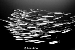 School of Southern Sennet photographed with a D300 and 10... by Lee Arbo 